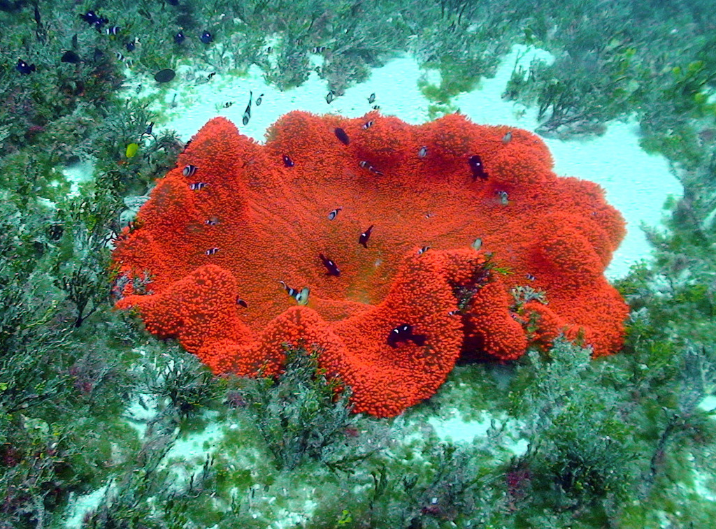 Haddon's Anemone