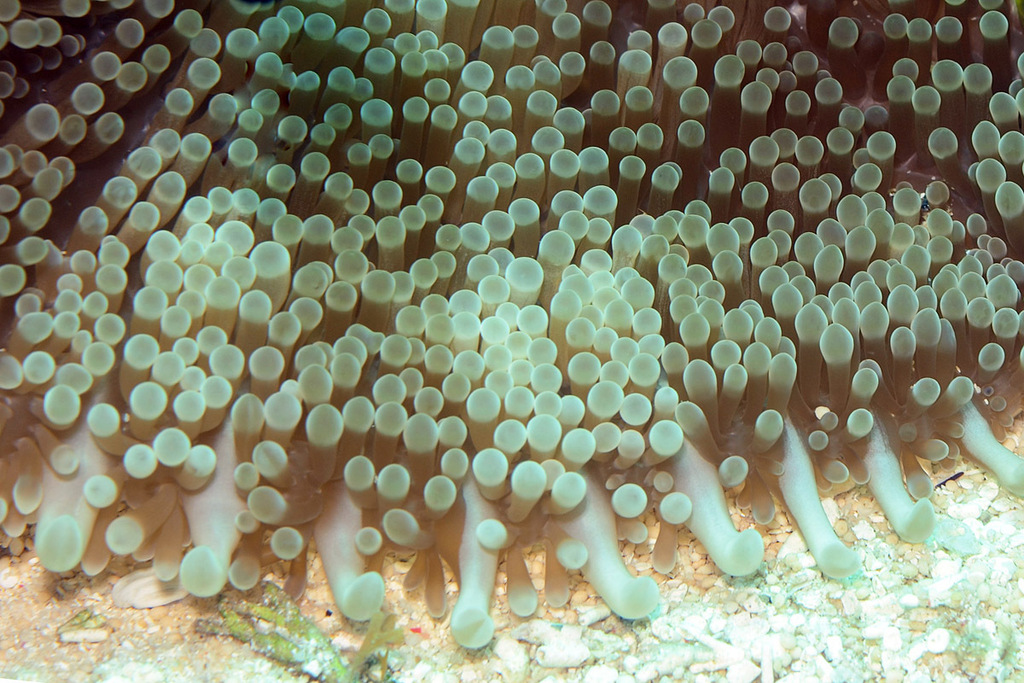 Haddon's Anemone