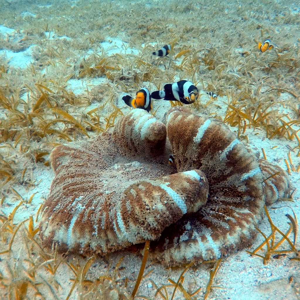 Haddon's Anemone