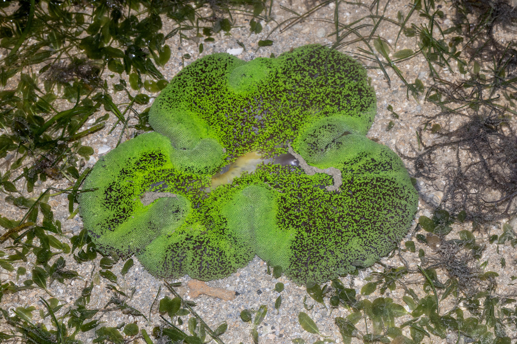 Haddon's Anemone