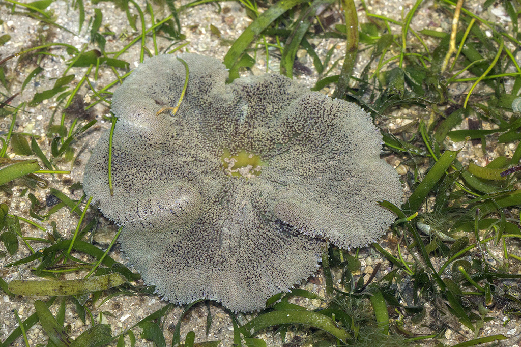 Haddon's Anemone