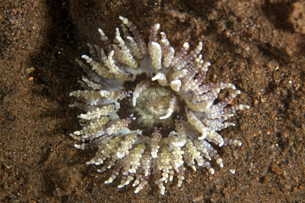 Beaded Sea Anemone