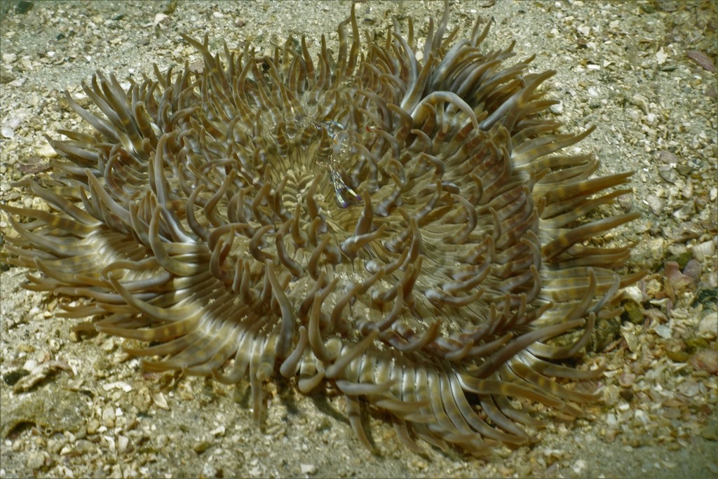 Beaded Sea Anemone