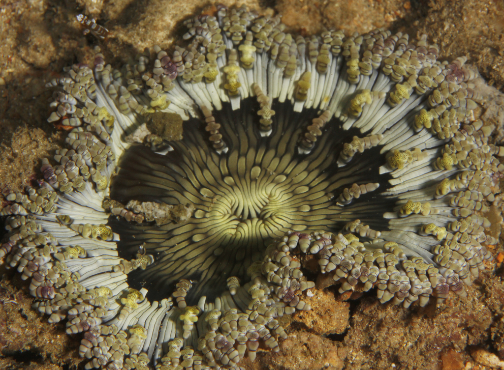 Beaded Sea Anemone