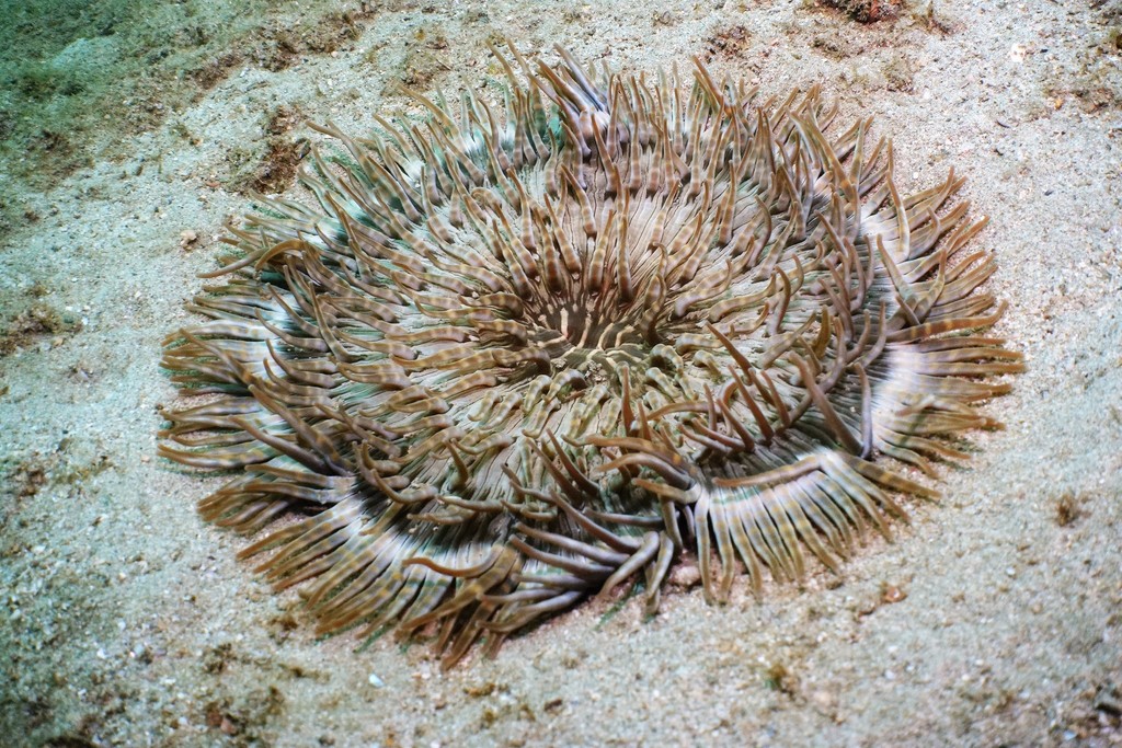 Beaded Sea Anemone