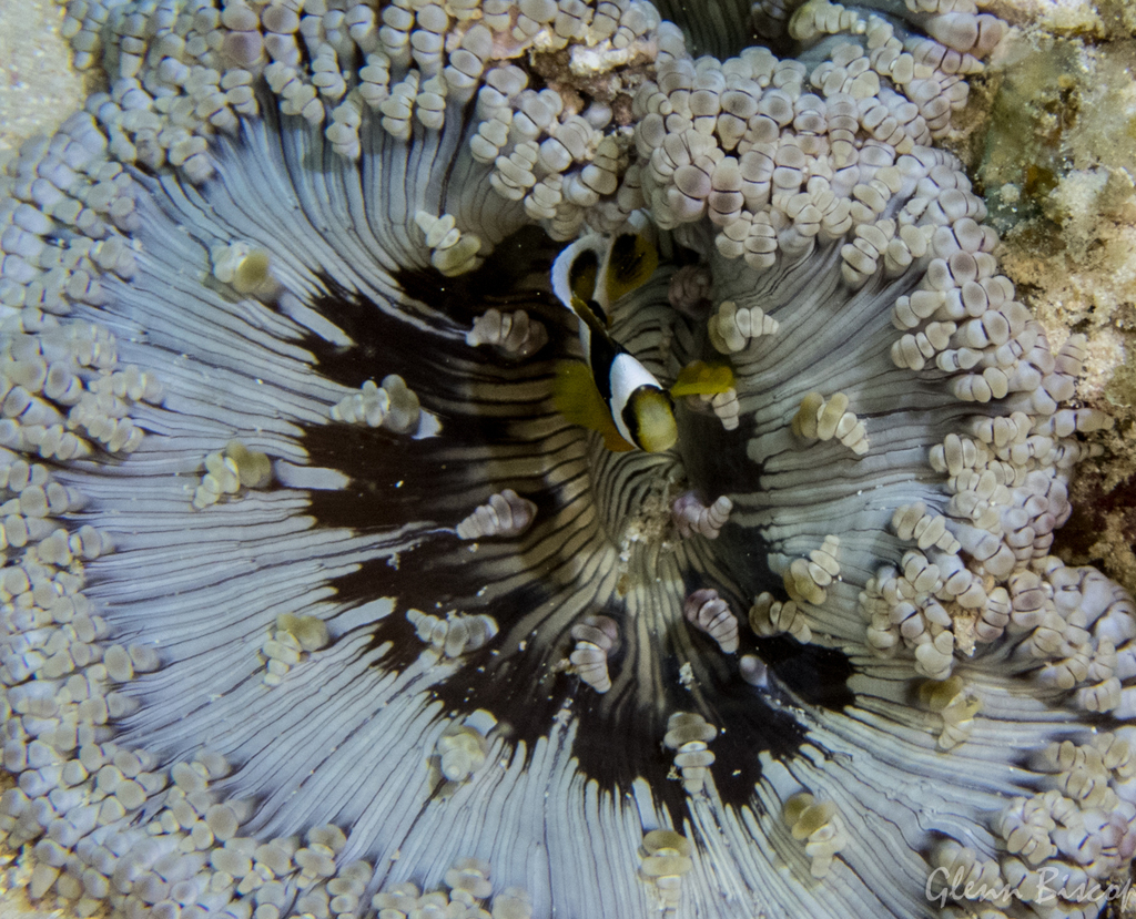 Beaded Sea Anemone