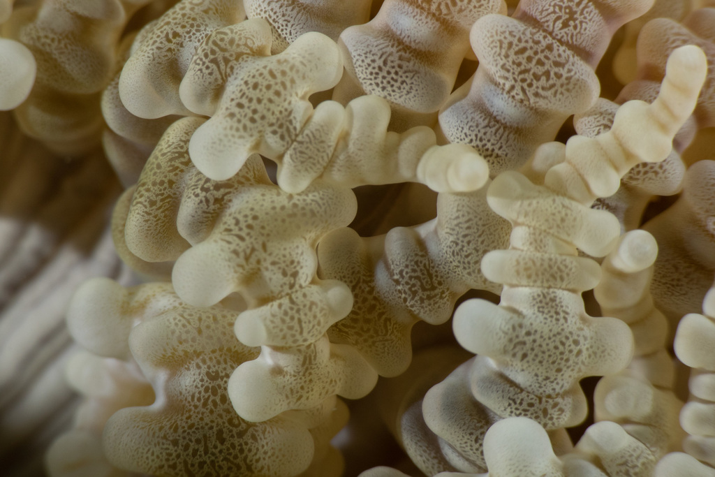 Beaded Sea Anemone