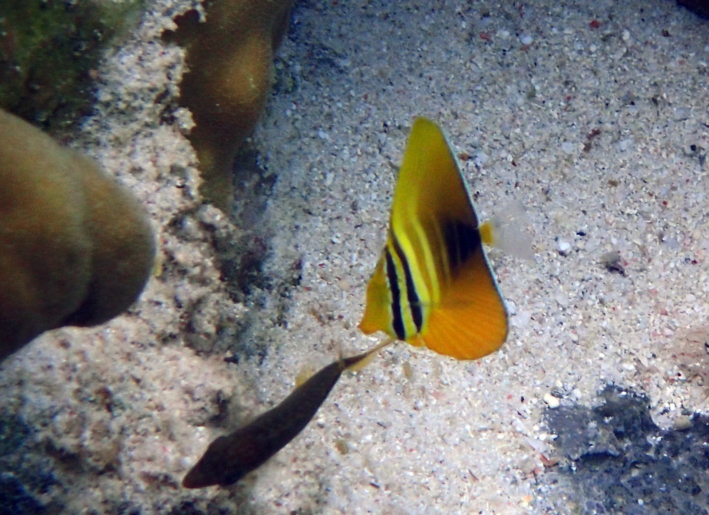 Pacific Sailfin Tang