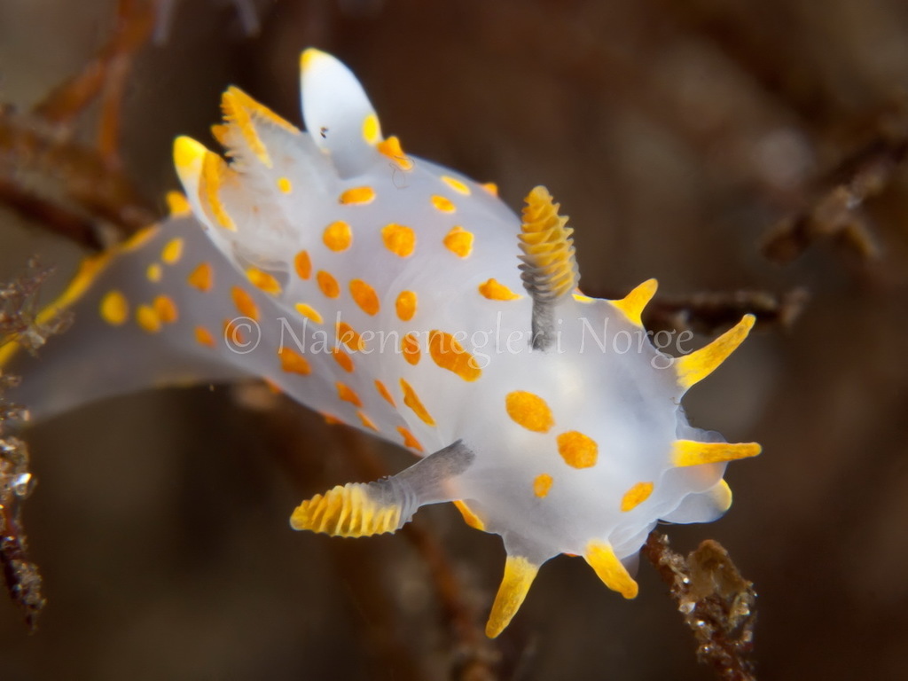 Four-lined Polycera
