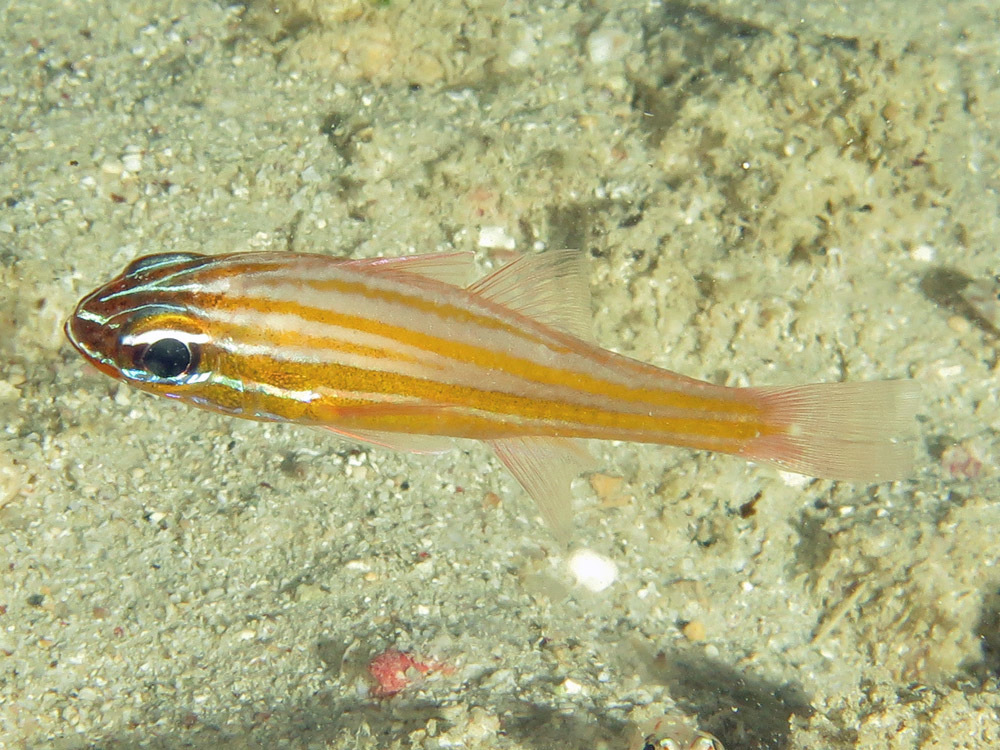 Yellowstriped Cardinalfish
