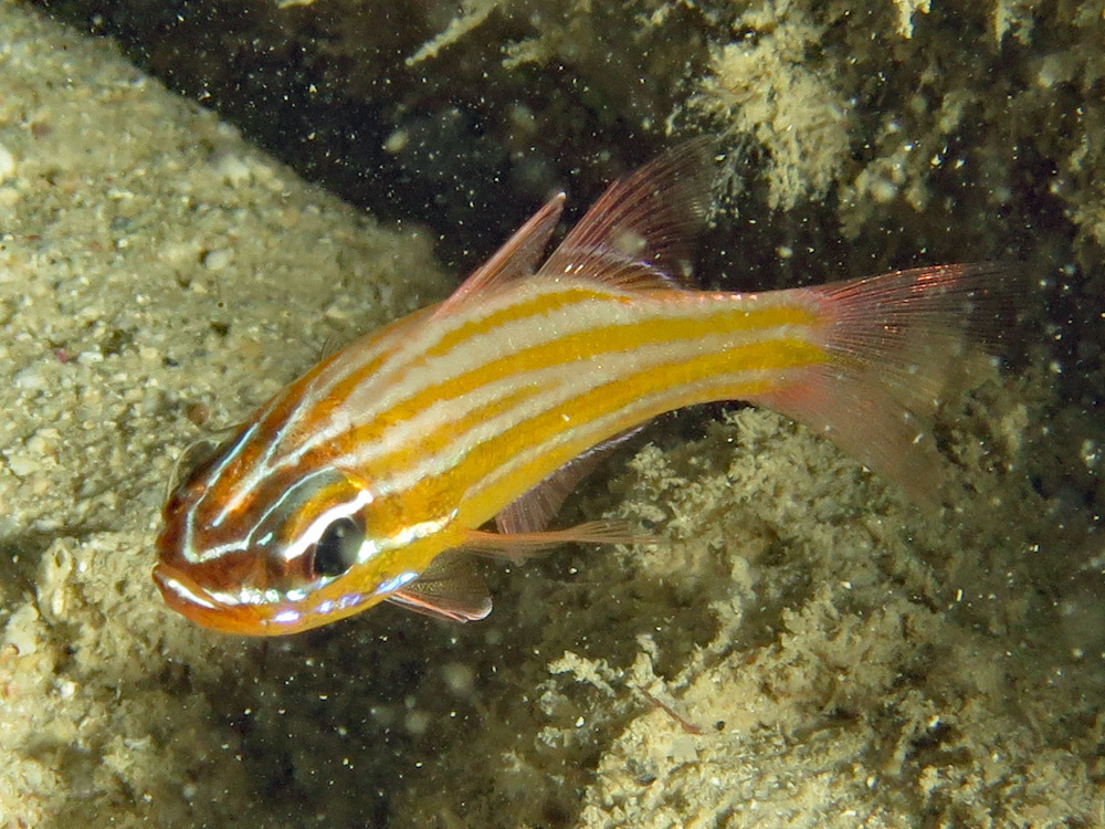 Yellowstriped Cardinalfish