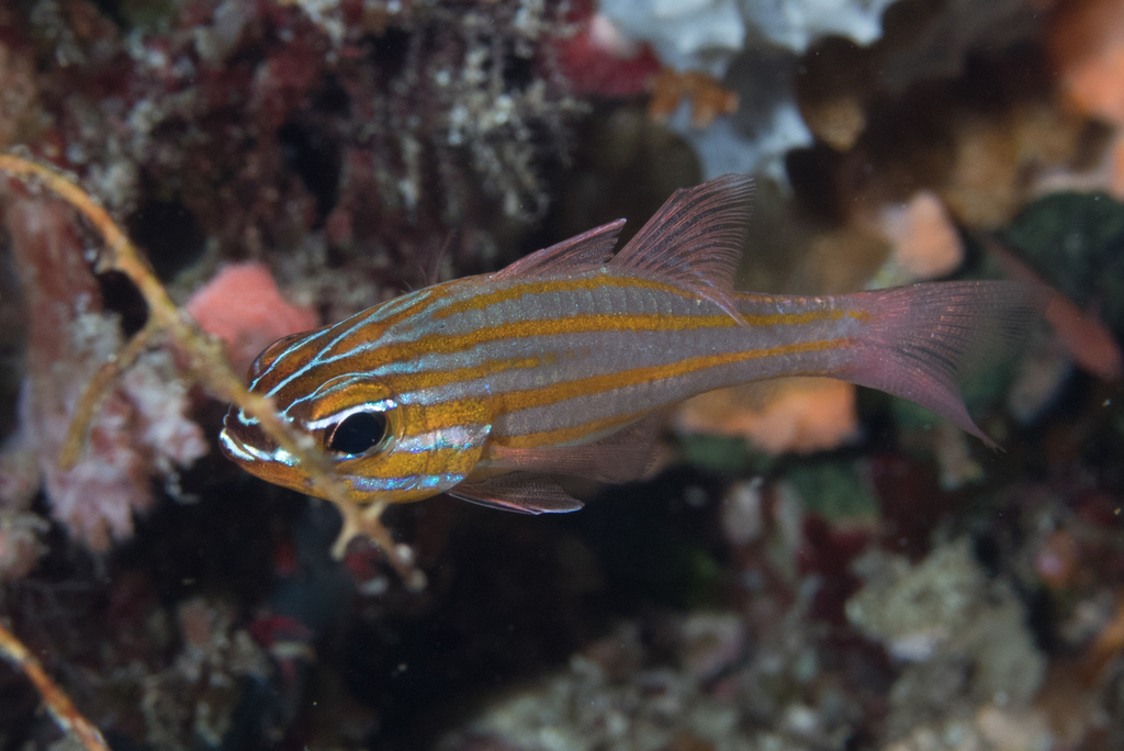 Yellowstriped Cardinalfish