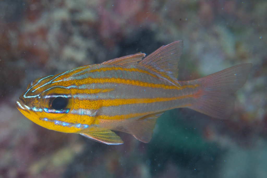 Yellowstriped Cardinalfish