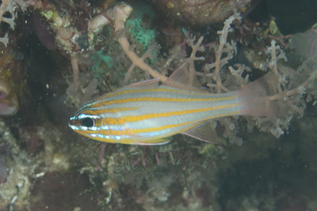 Yellowstriped Cardinalfish