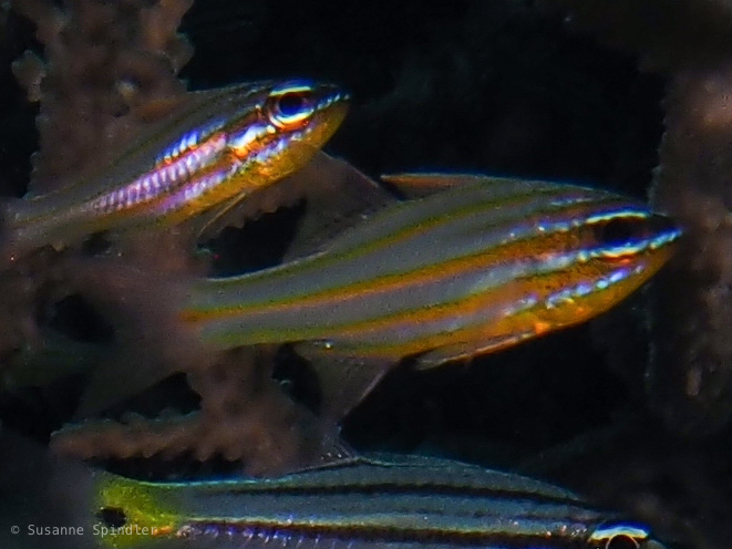 Yellowstriped Cardinalfish