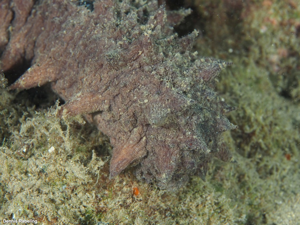 Holothuria Mammata
