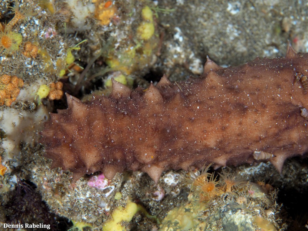 Holothuria Mammata