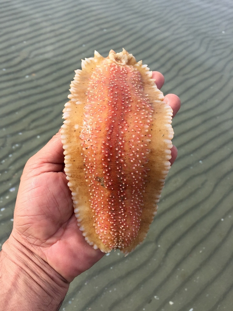 Holothurie De Sable