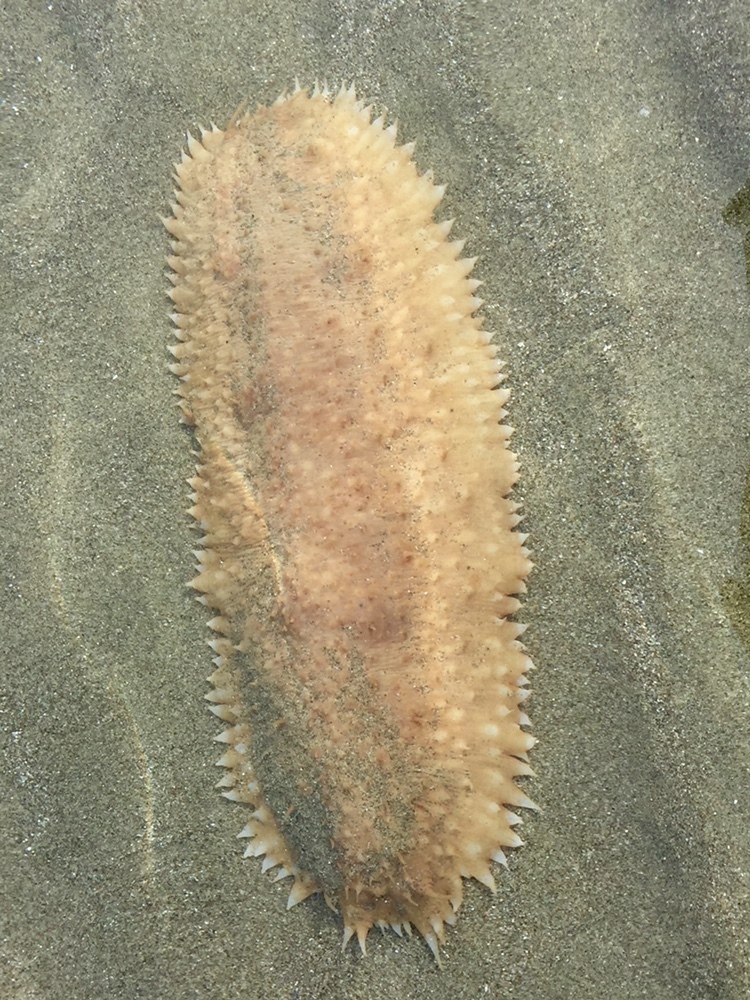 Holothurie De Sable