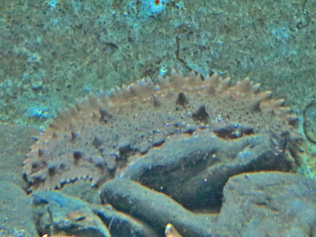 Holothurie De Sable