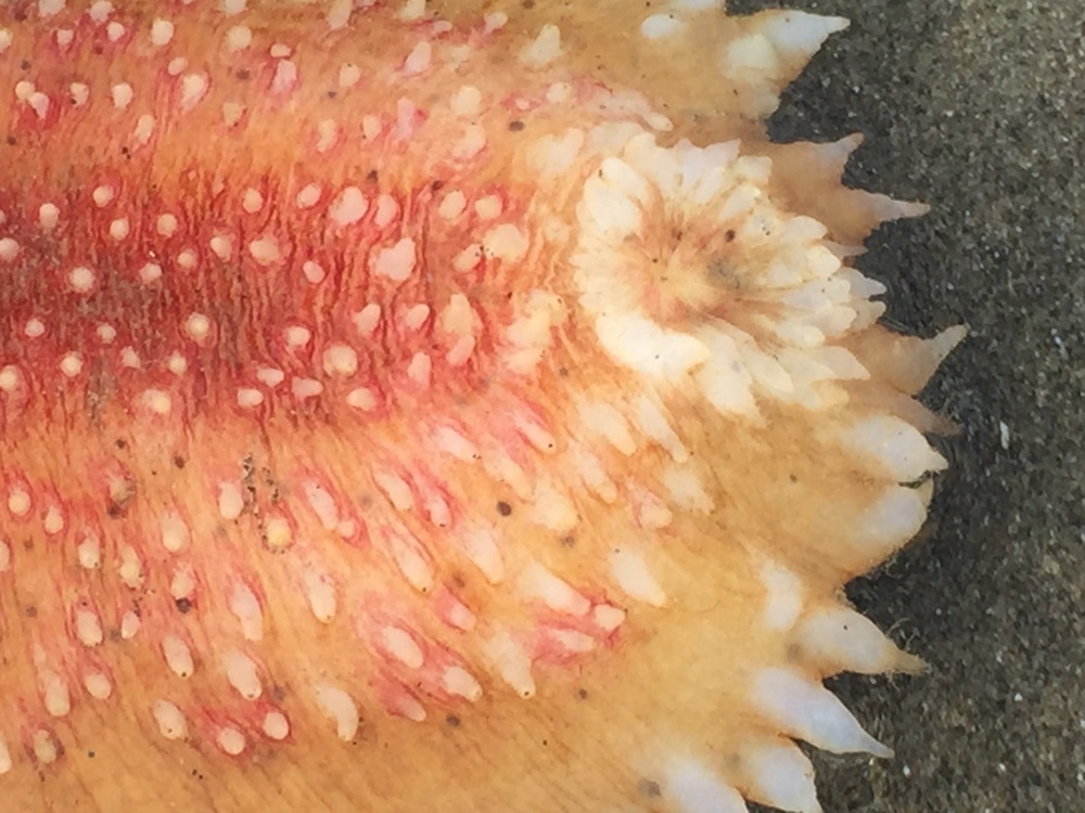 Holothurie De Sable