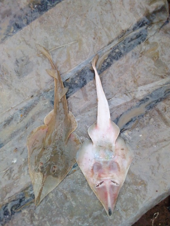 Blackchin Guitarfish