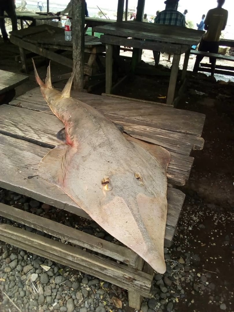 Blackchin Guitarfish