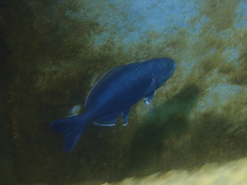 Rudderfish