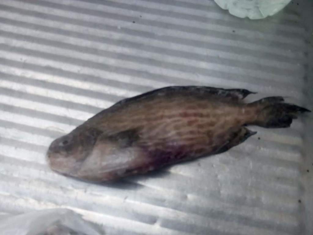 Rudderfish
