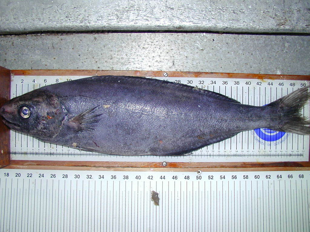 Rudderfish