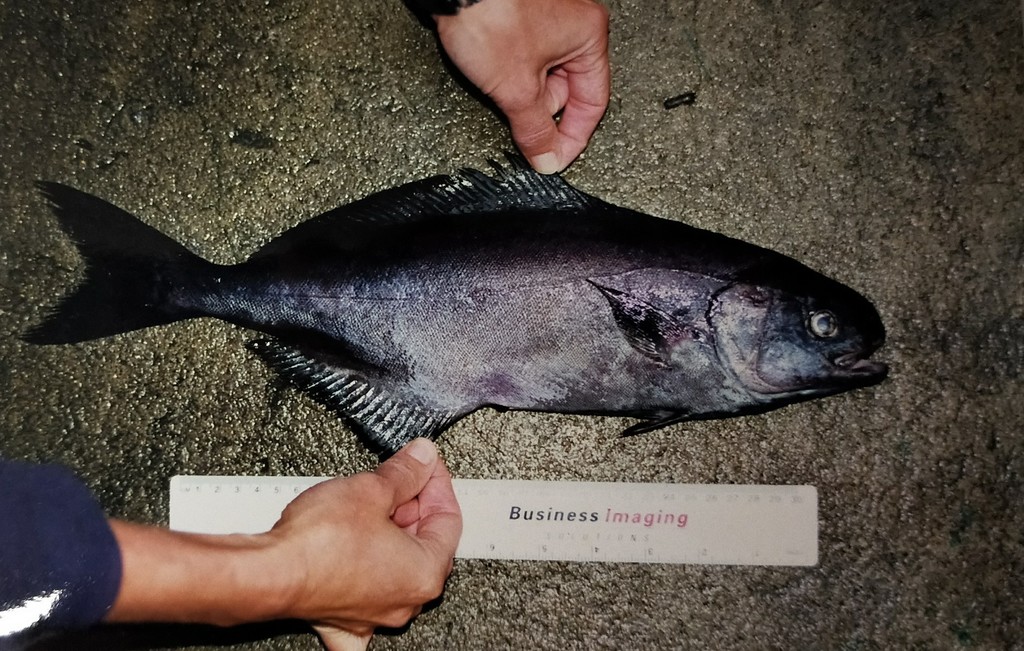 Rudderfish