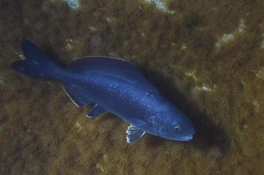 Rudderfish