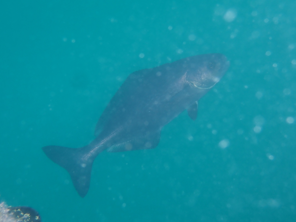 Rudderfish