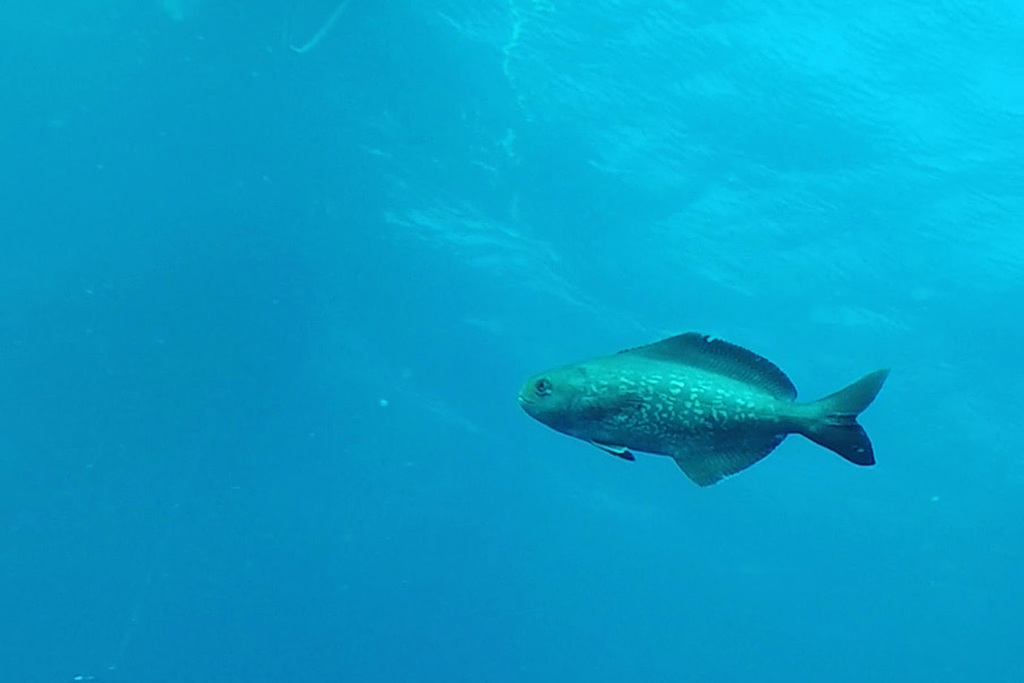 Rudderfish