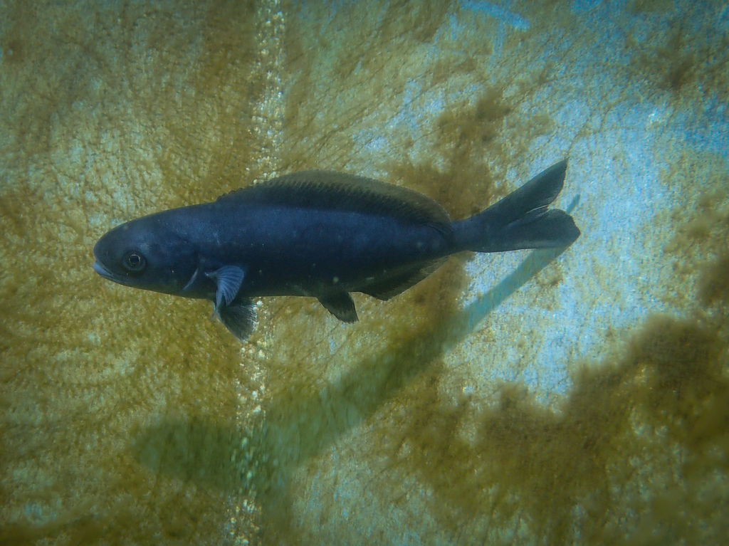 Rudderfish