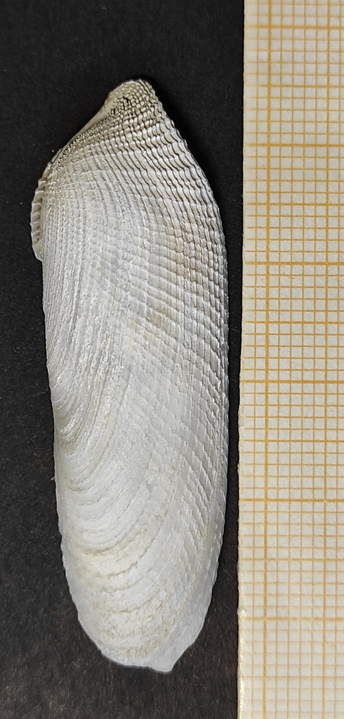 Common Piddock