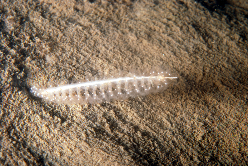 Slender Sea Pen