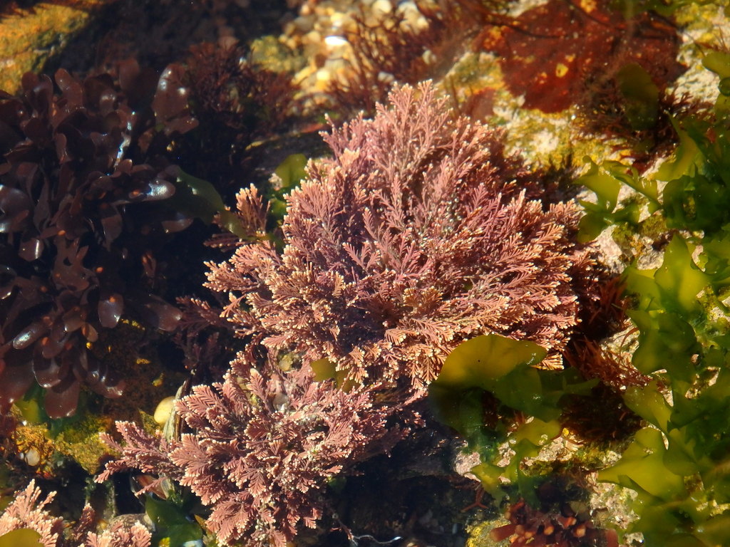 Coralline Allongée