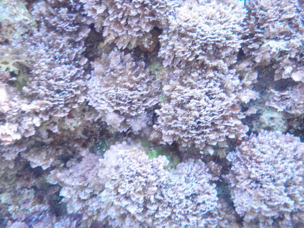 Coralline Allongée