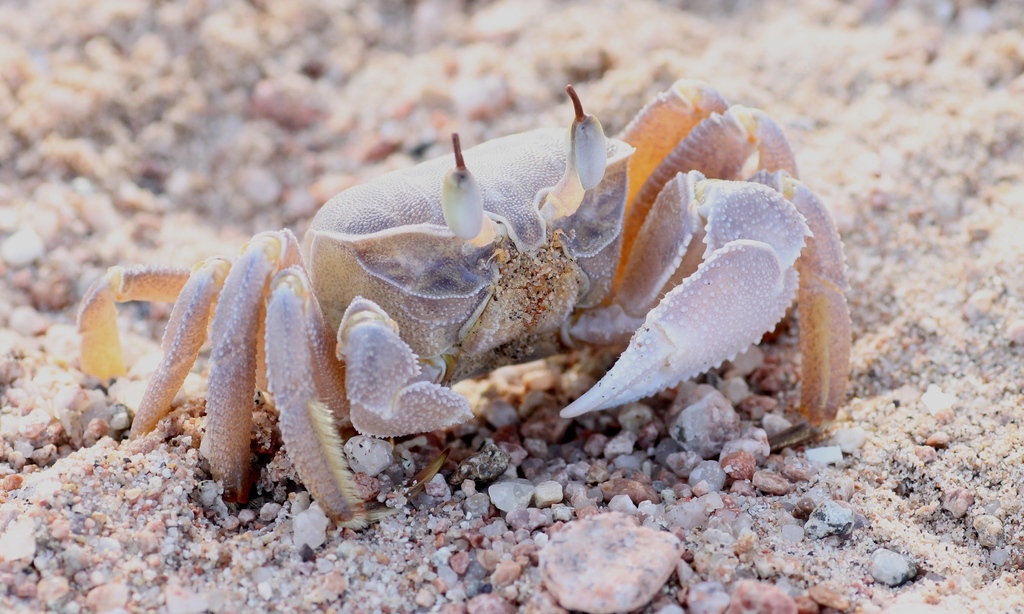 Red Sea Ghost Crab