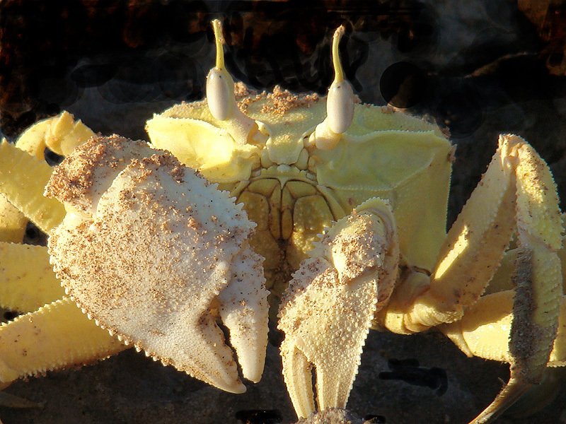 Red Sea Ghost Crab