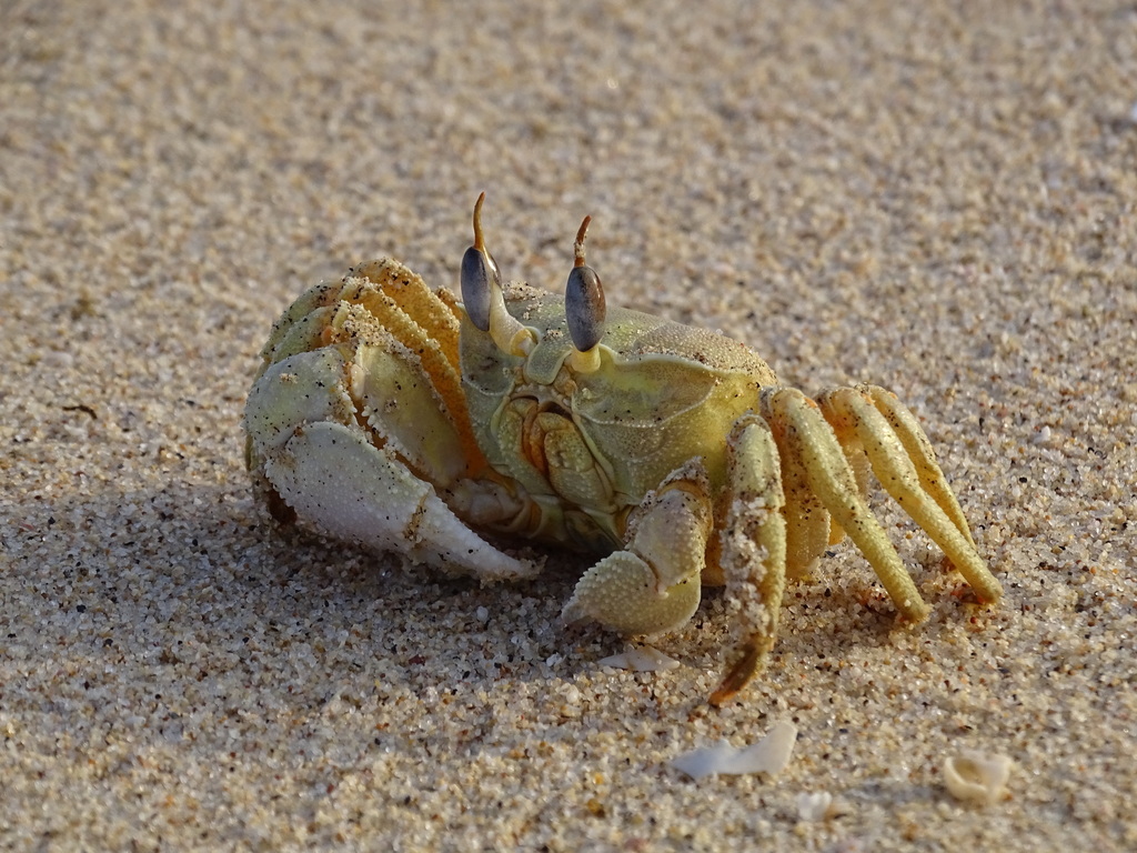 Red Sea Ghost Crab