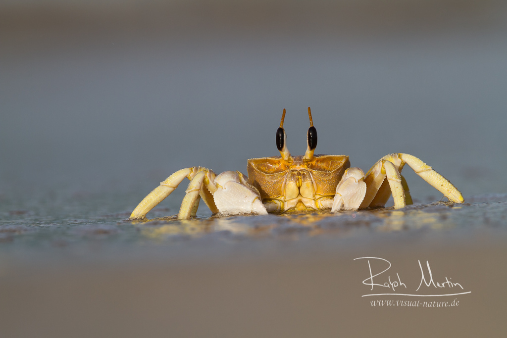 Red Sea Ghost Crab