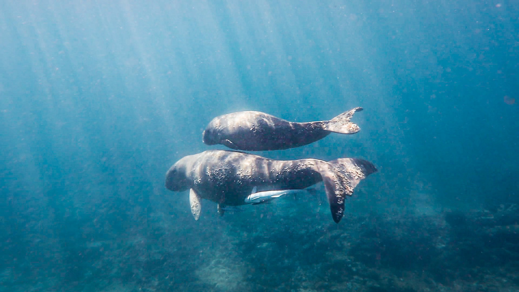 Dugong