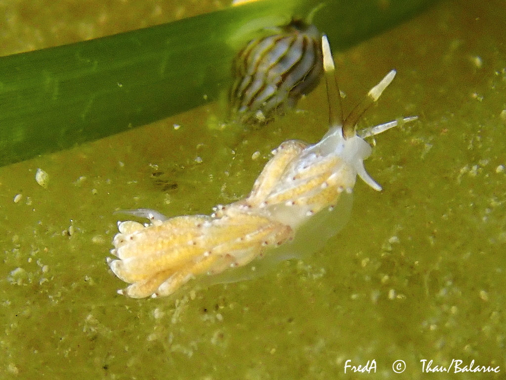 White Aeolis
