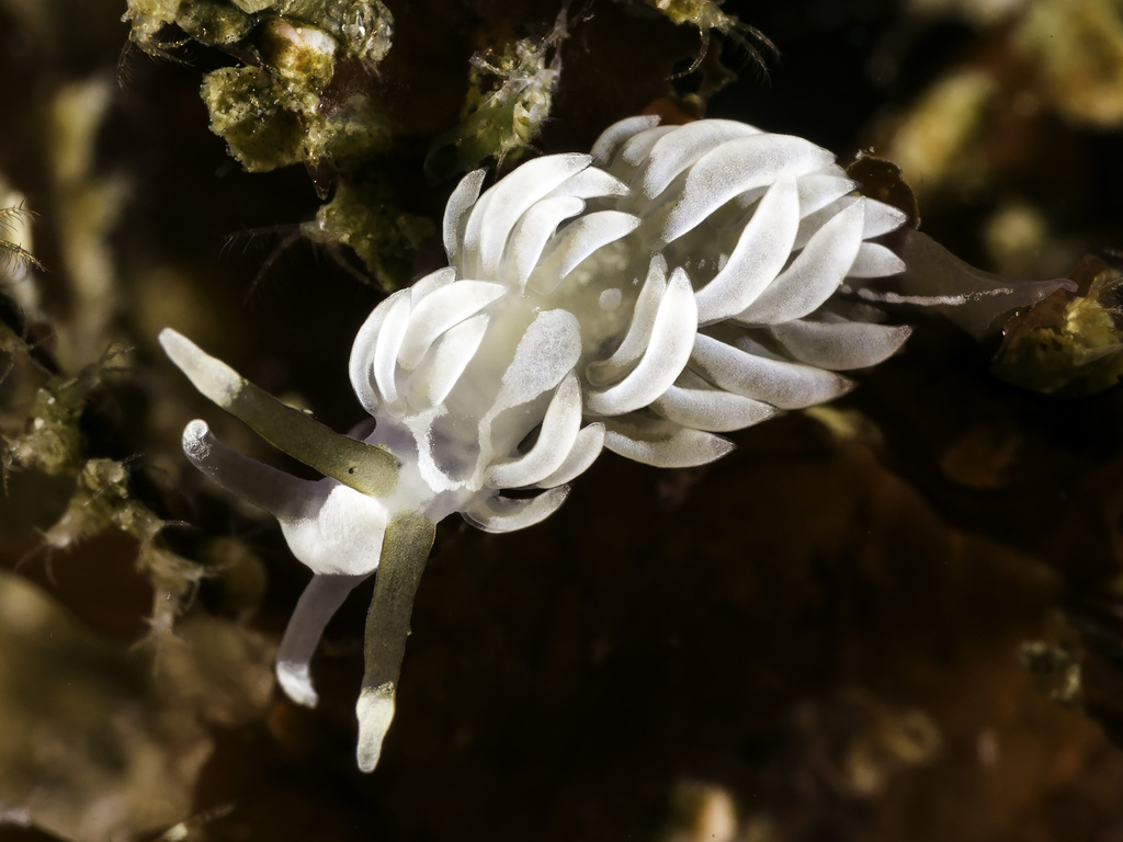 White Aeolis