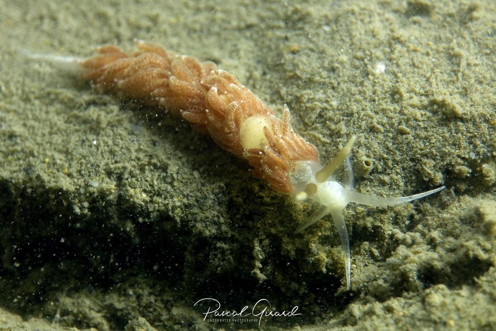 White Aeolis