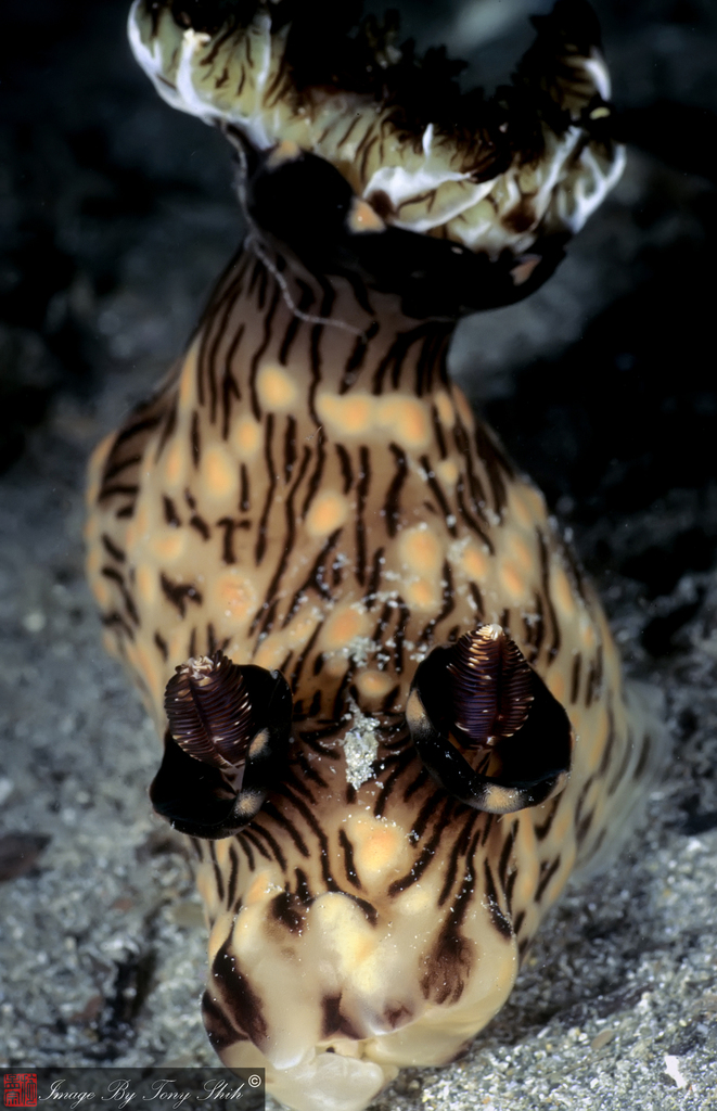 Red-lined Jorunna