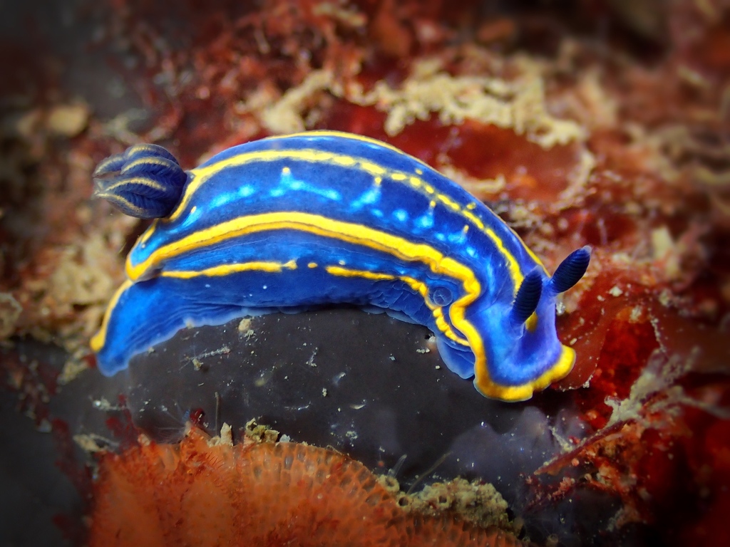 Tricolored Felimare