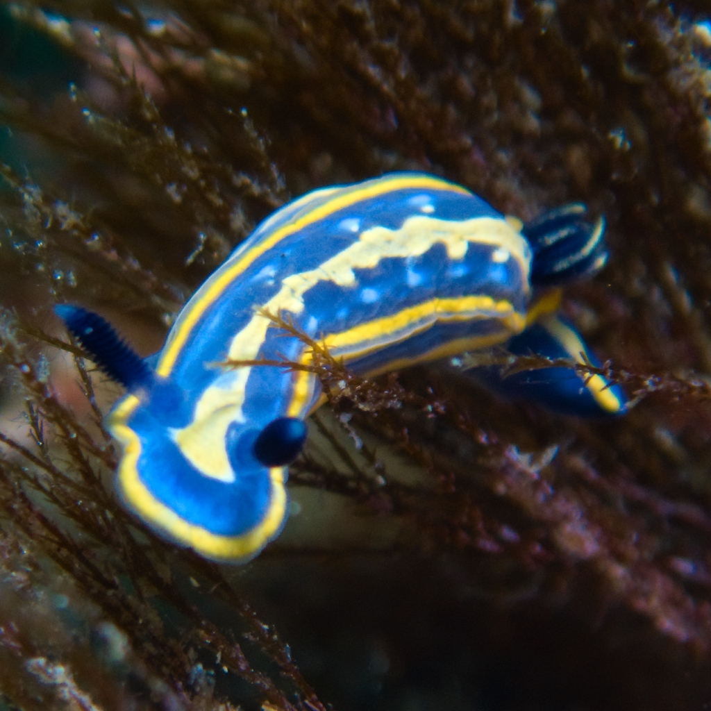 Tricolored Felimare